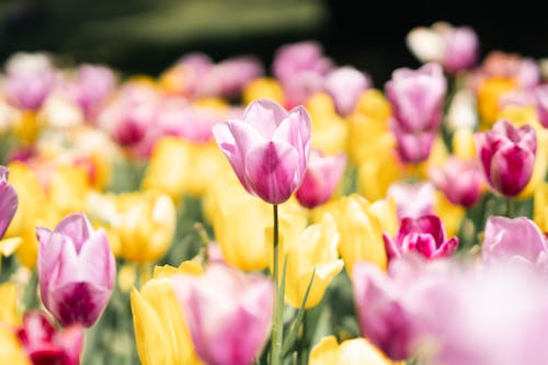 Colorful tulip flowers blooming in a sunny spring garden, showcasing vibrant pink and yellow hues.