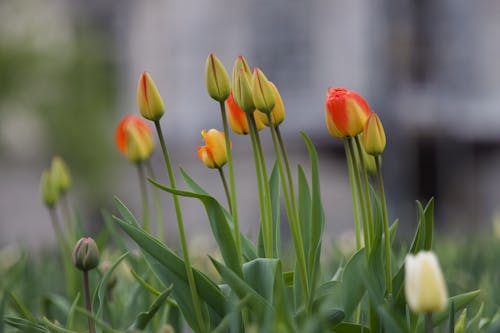 Tulips May 2025