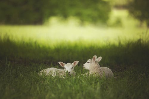 Two cute lambs resting on lush green grass in daylight, capturing a peaceful nature scene.