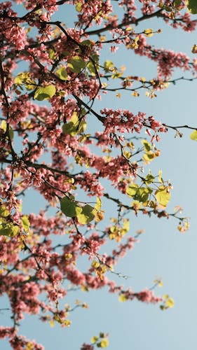 Vibrant cherry blossoms against a clear blue sky embodying the essence of spring.