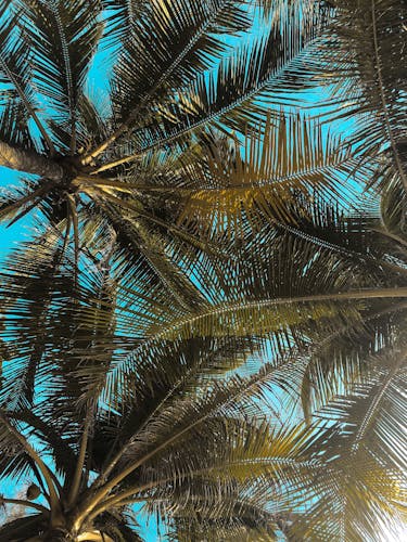 Low angle view of palm leaves forming a natural canopy against a vibrant, clear blue sky. July 2025 Astrology Forecast