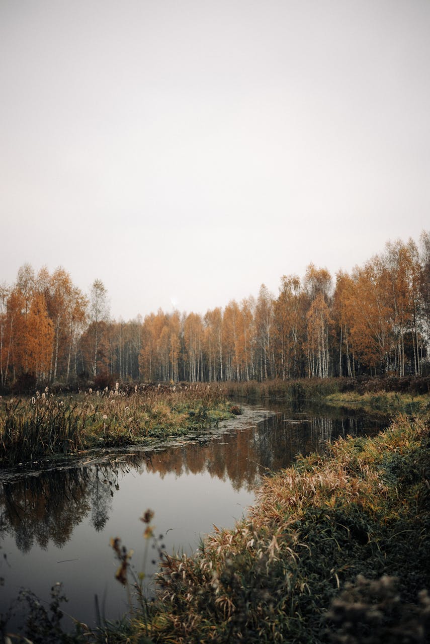 A tranquil autumn scene of a forest reflected in a serene stream, capturing golden leaves and natural beauty.