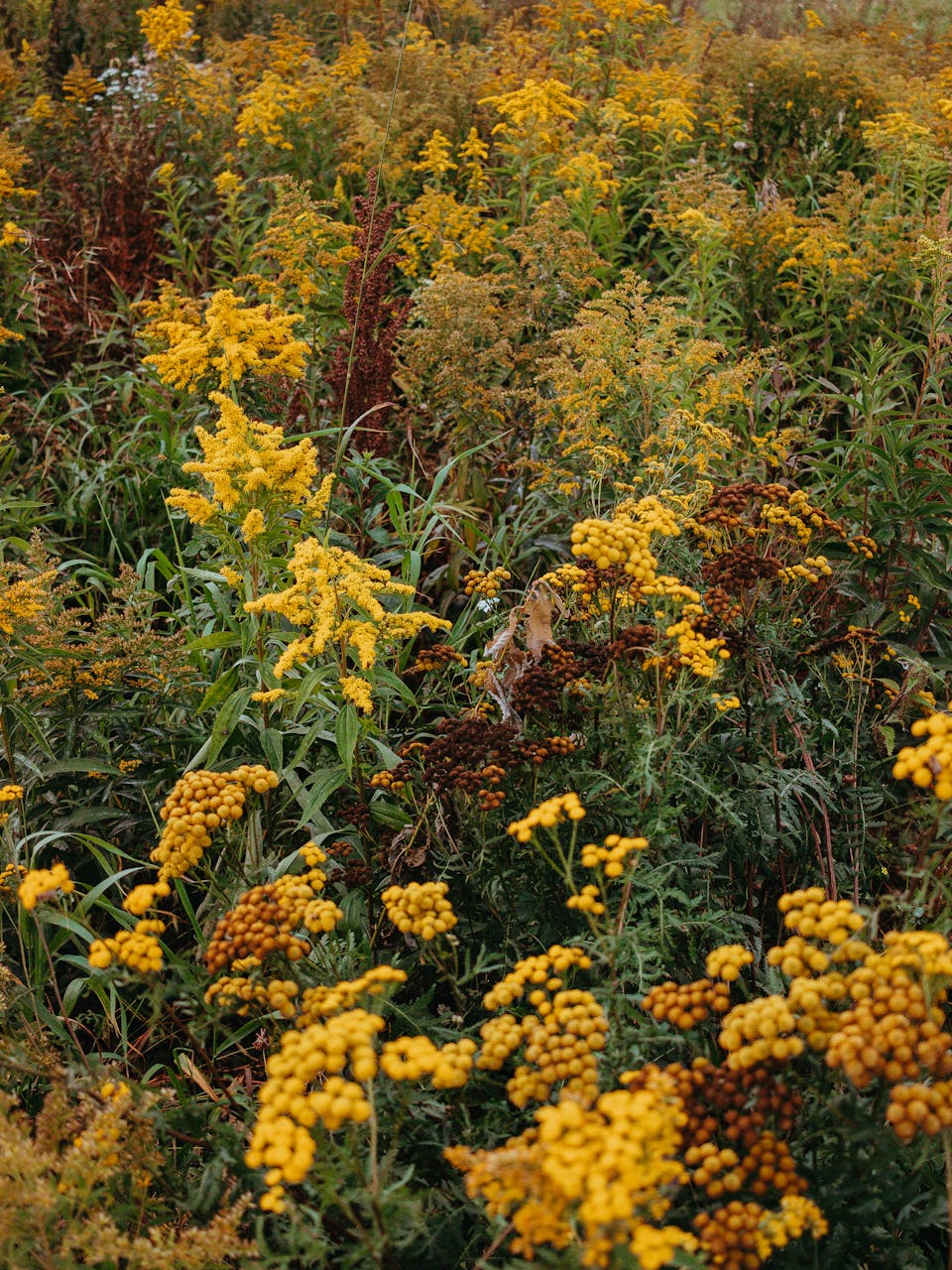 October 2025 Horoscopes Beautiful yellow wildflowers bloom in a lush meadow during autumn.