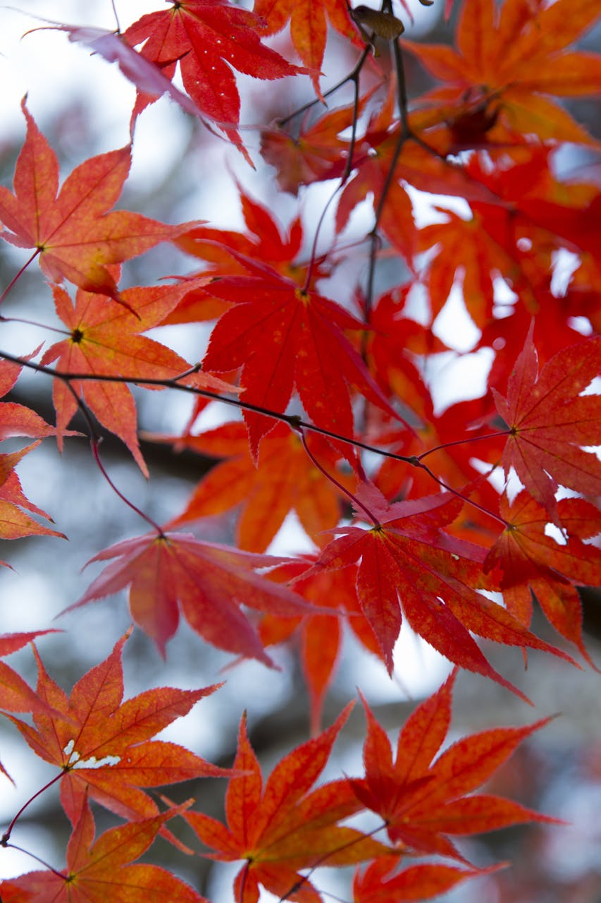 October 2025 Horoscopes Stunning autumn maple leaves in Nagano, Japan's natural setting, captured in vivid detail.