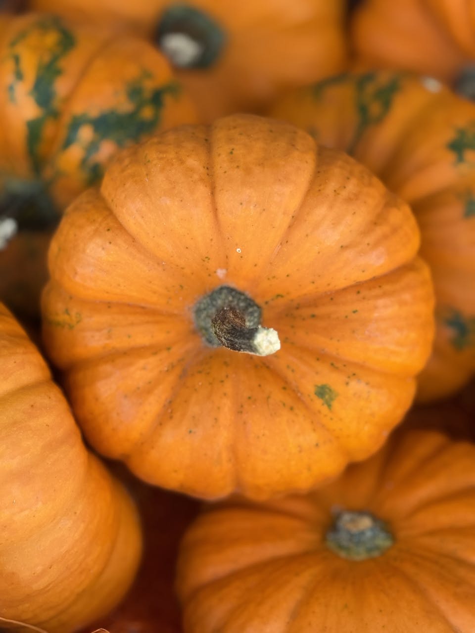 October 2025 Horoscopespumpkin