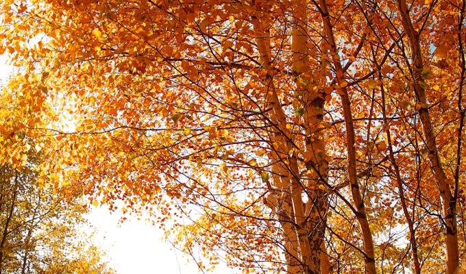 Golden autumn foliage in a serene forest in Čajniče, Bosnia and Herzegovina during sunset.