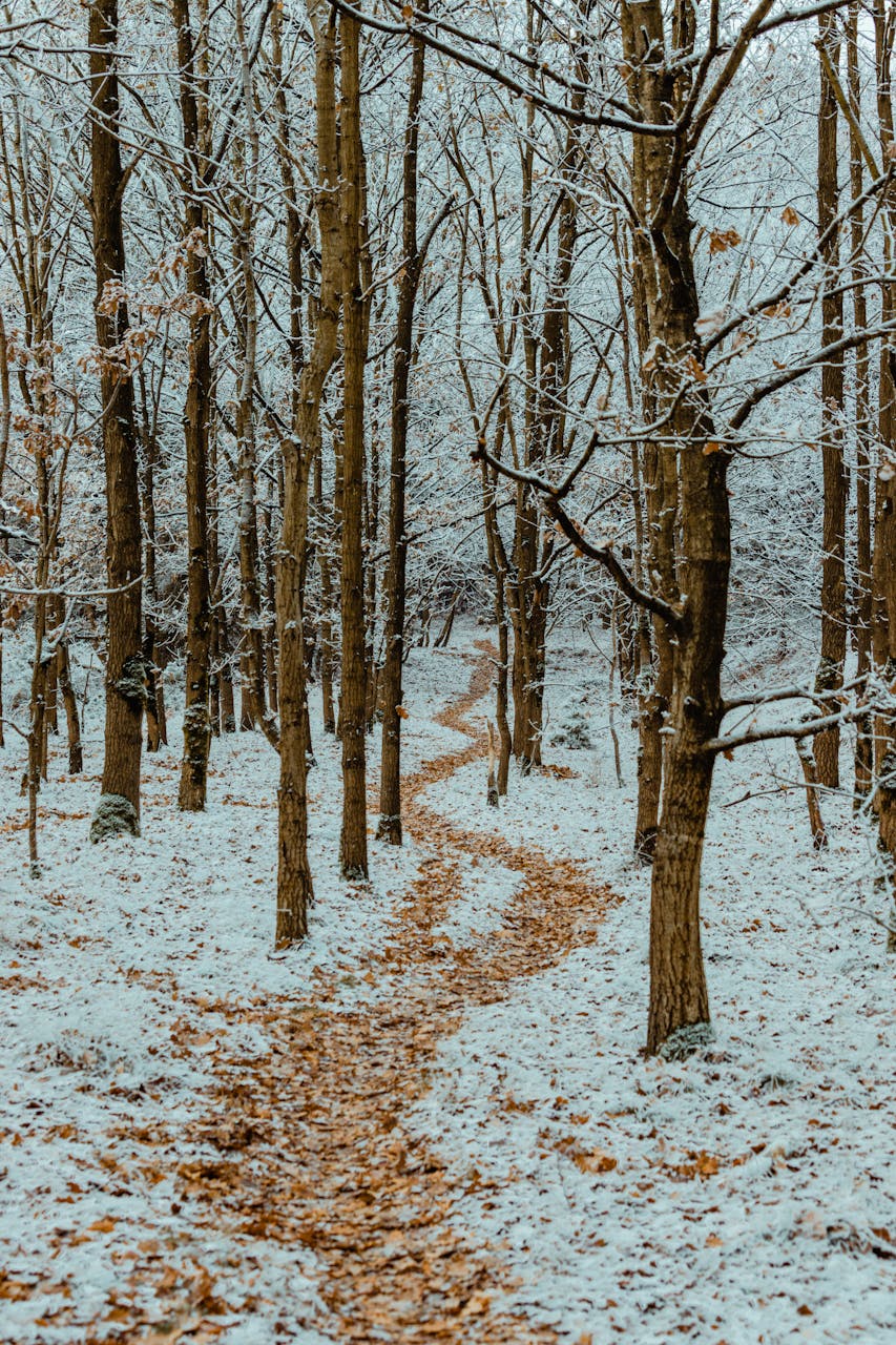 A serene winter forest path lined with bare trees and freshly fallen snow.