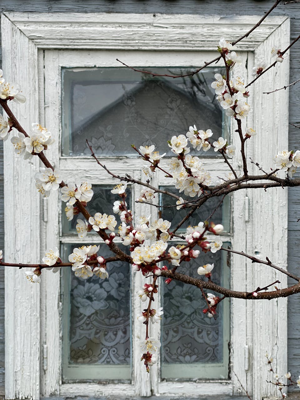 April 2026 HoroscopesA charming old window framed by blooming branches, capturing the essence of spring in a Belarusian village.