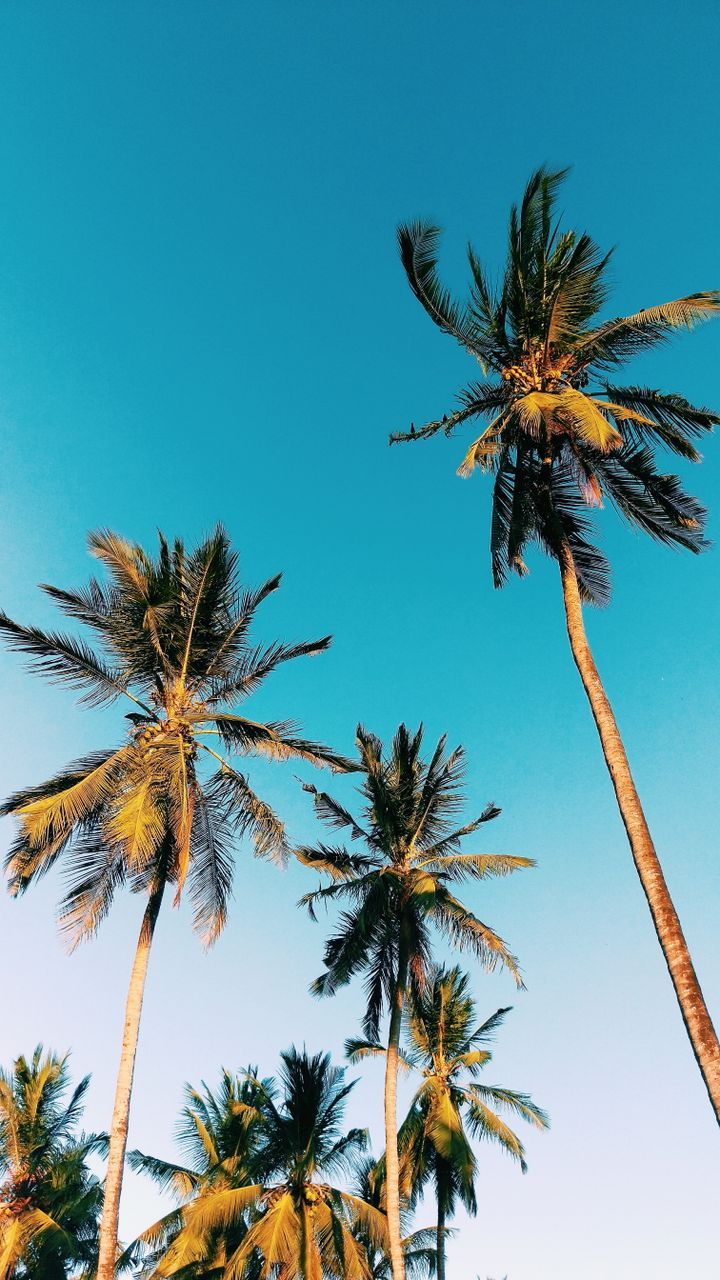 Tall palm trees reaching into a vibrant blue sky, creating an exotic tropical scene.