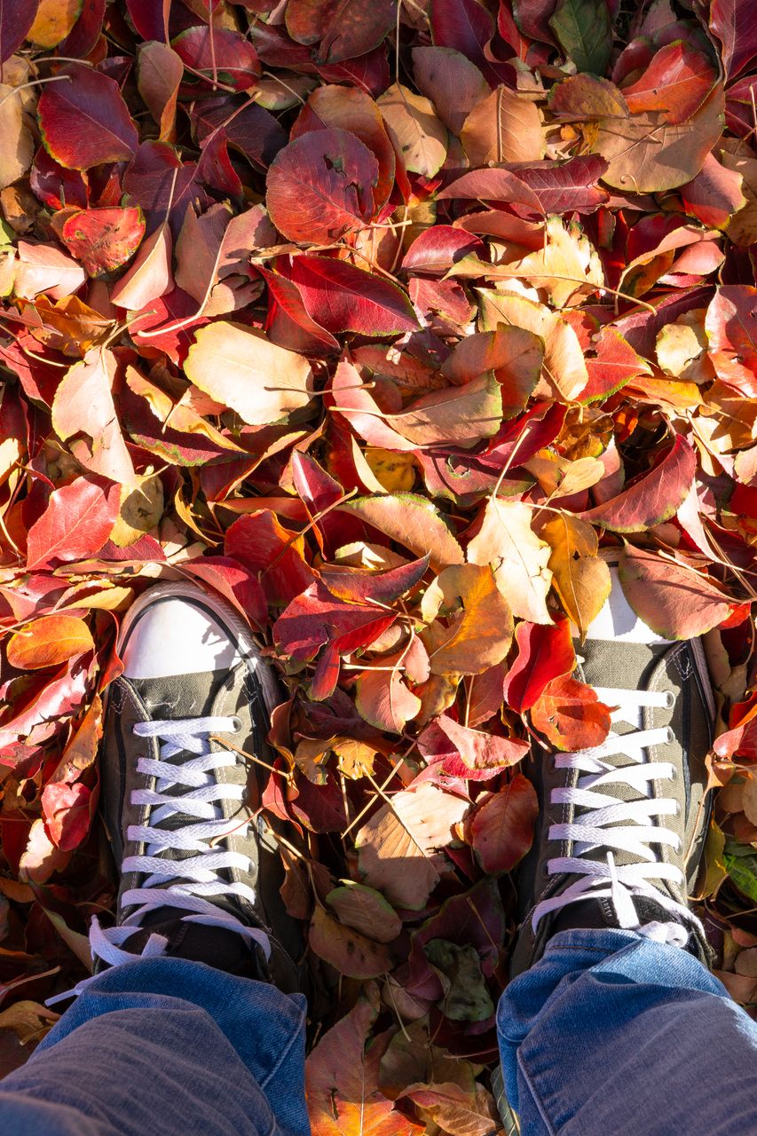 September 2026 HoroscopesClose-up of sneakers on colorful autumn leaves, showcasing casual fall fashion.