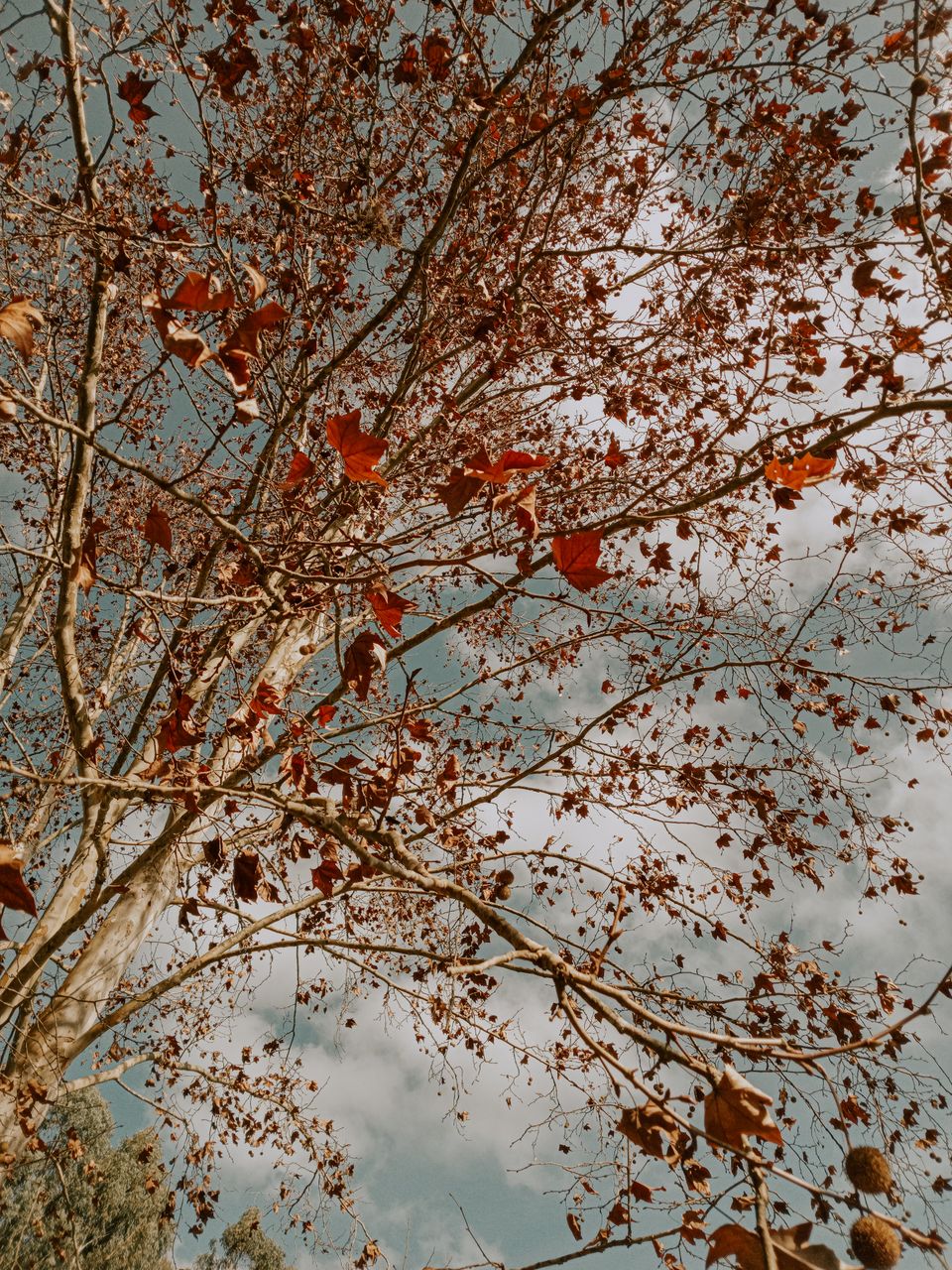 Captivating autumn scene with a tree's red leaves framing a clear sky.